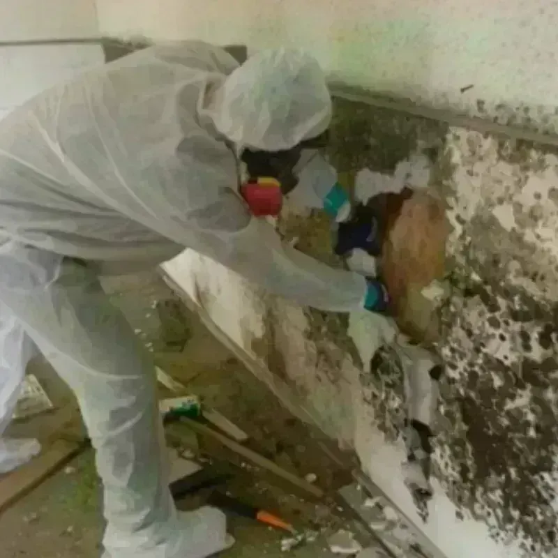 Mold Remediation and Removal in Knoxville, GA